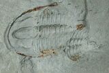 Cambrian Trilobite (Longianda) With Pos/Neg - Issafen, Morocco #170770-2